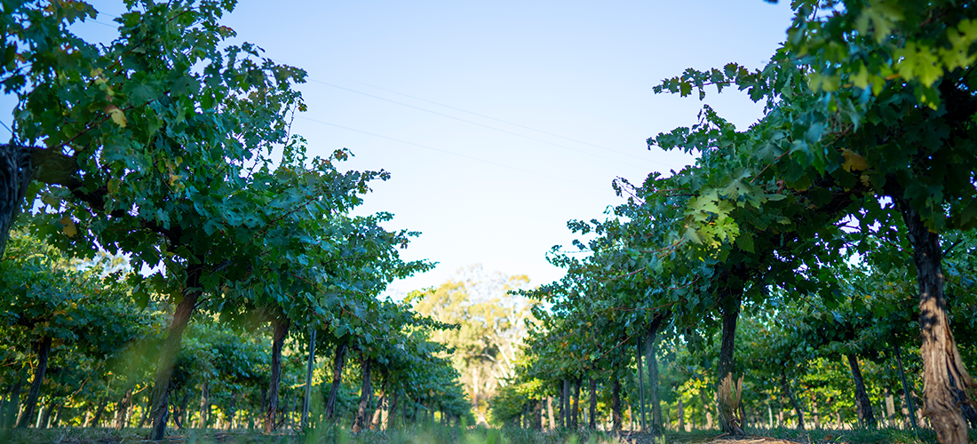Woodvale vineyard