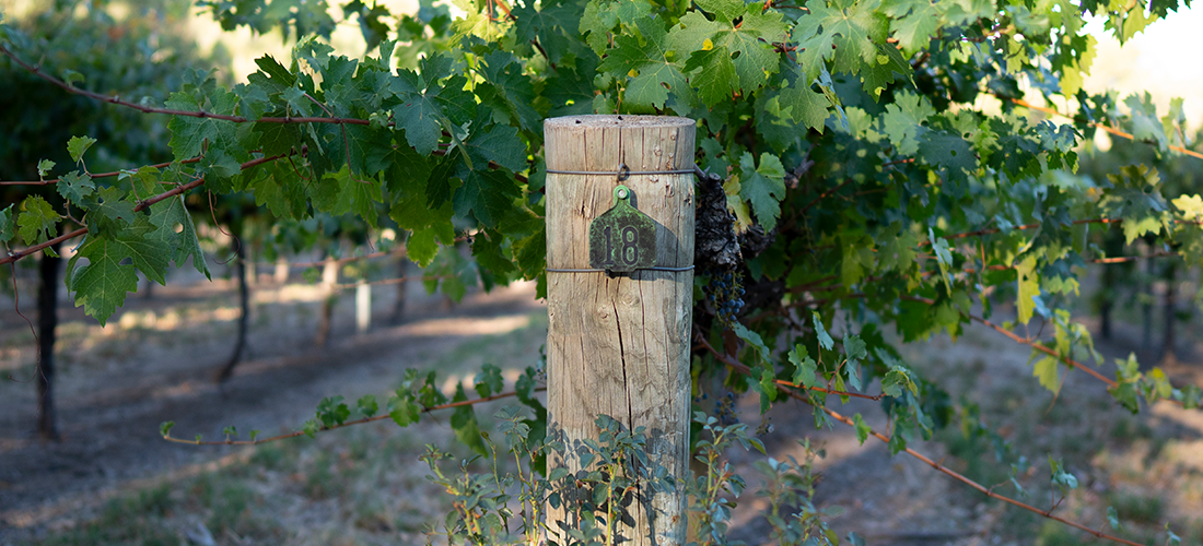 Woodvale vines