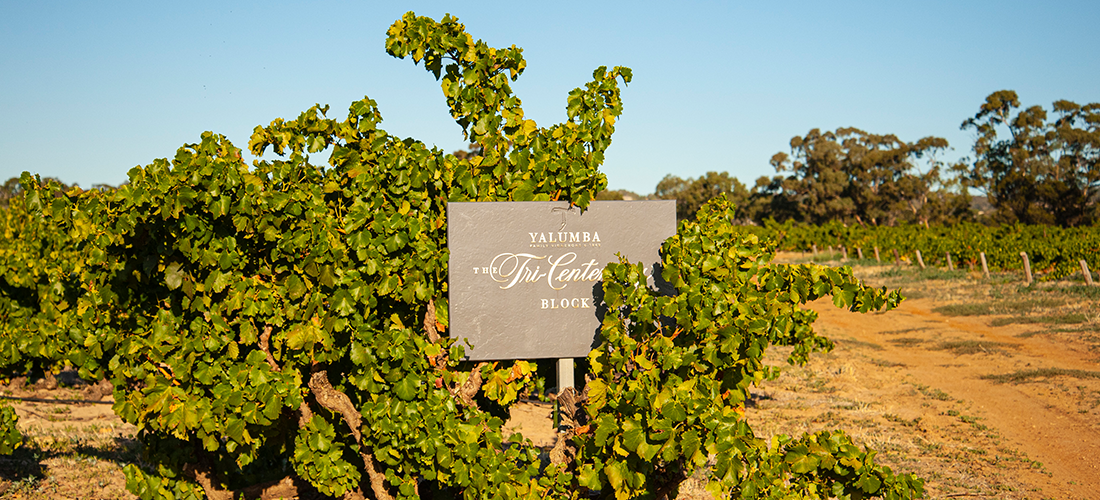 Yalumba vineyards and sign
