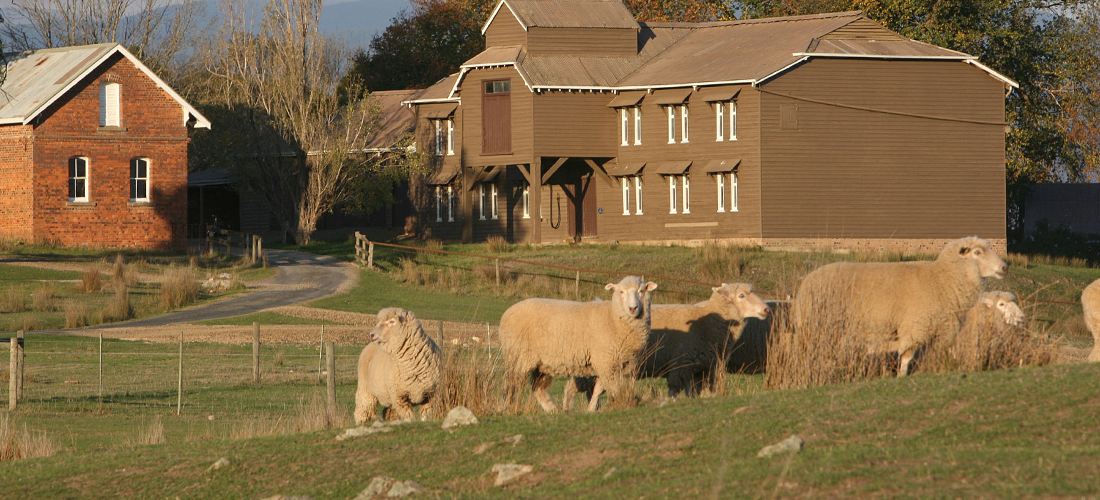 Sheep at Yeringberg