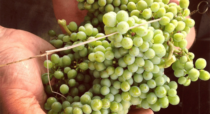 Galafrey Wines Grapes